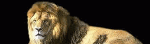 przyst�p do OFE ING online